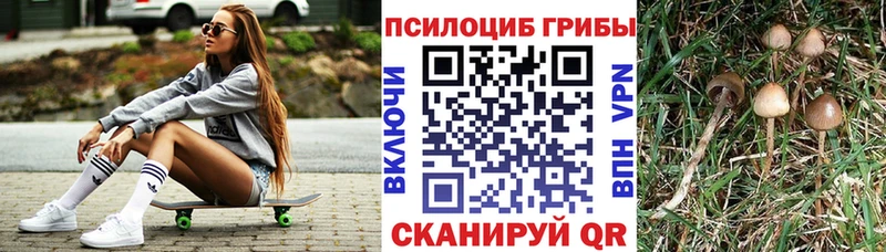 Псилоцибиновые грибы Psilocybine cubensis Саянск